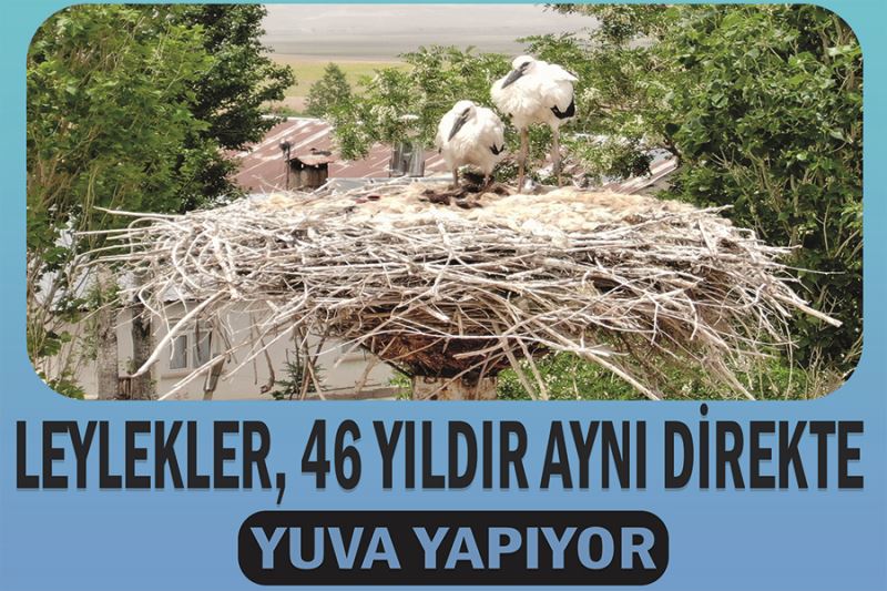 Leylekler, 46 yıldır aynı direkte yuva yapıyor