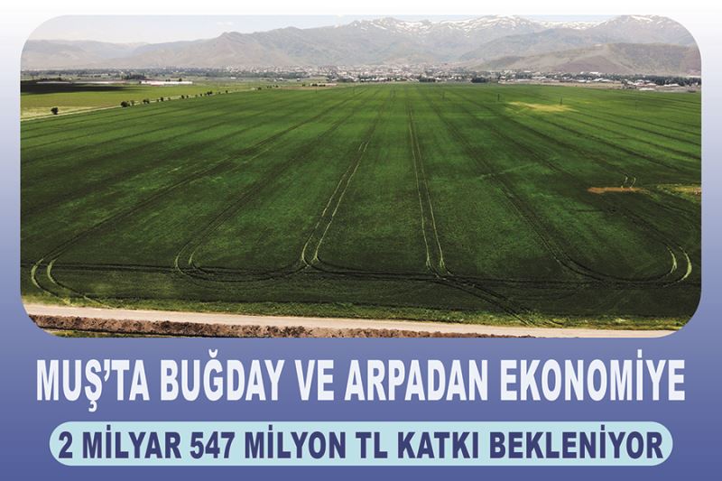 Muş’ta buğday ve arpadan ekonomiye 2 milyar 547 milyon TL katkı bekleniyor