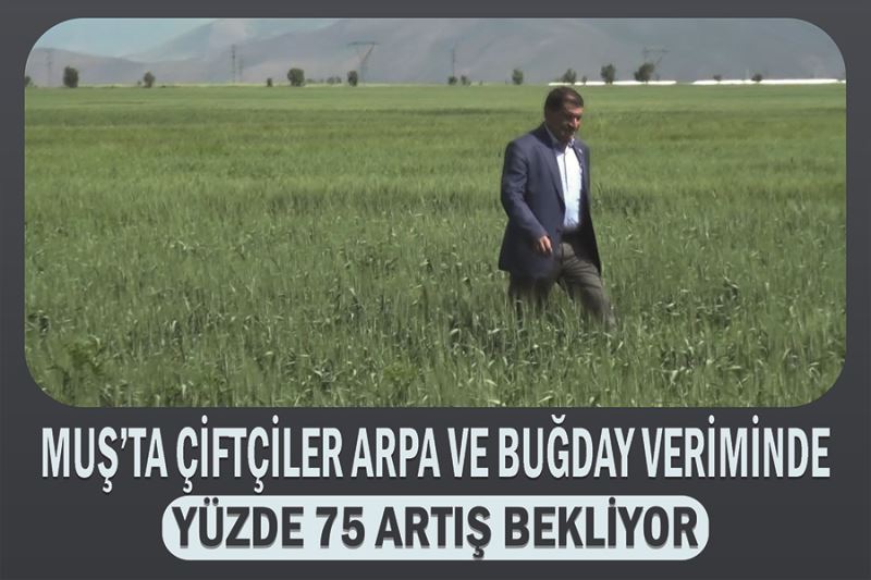 Muş’ta çiftçiler arpa ve buğday veriminde yüzde 75 artış bekliyor