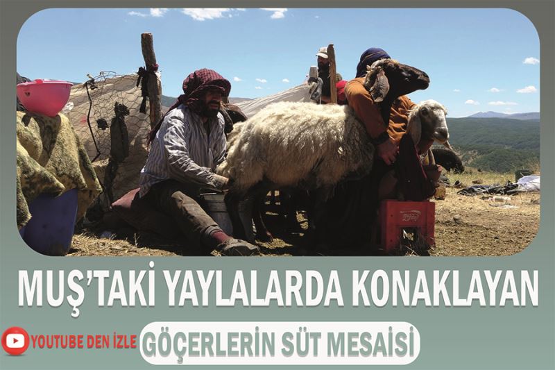 Muş’taki yaylalarda konaklayan göçerlerin süt mesaisi
