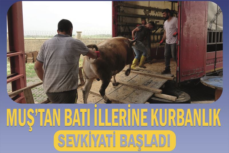 Muş’tan batı illerine kurbanlık sevkiyatı başladı