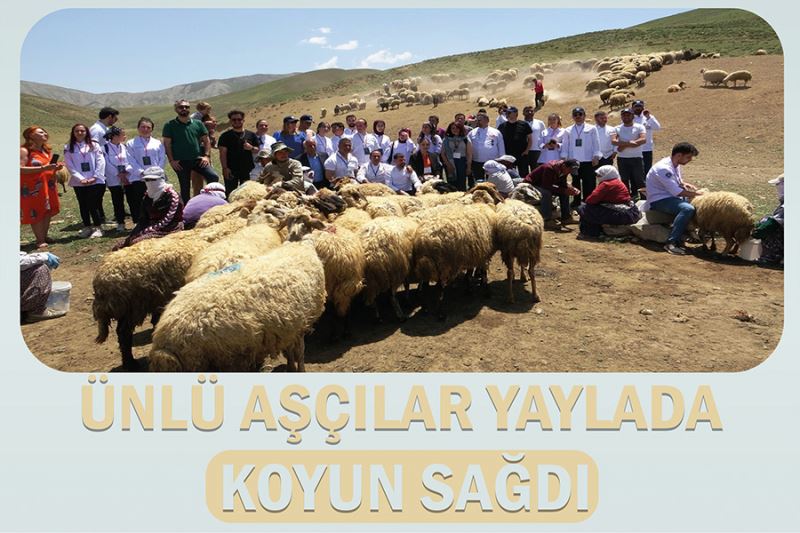 Ünlü aşçılar yaylada koyun sağdı