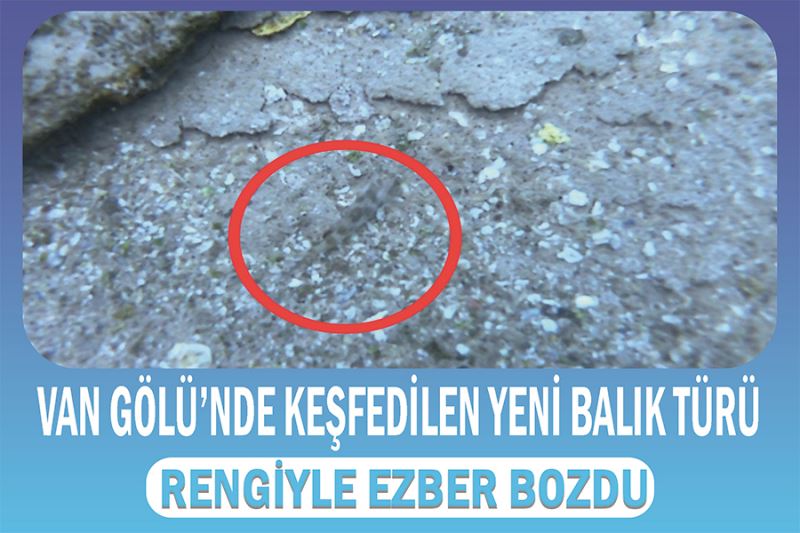 Van Gölü’nde keşfedilen yeni balık türü rengiyle ezber bozdu