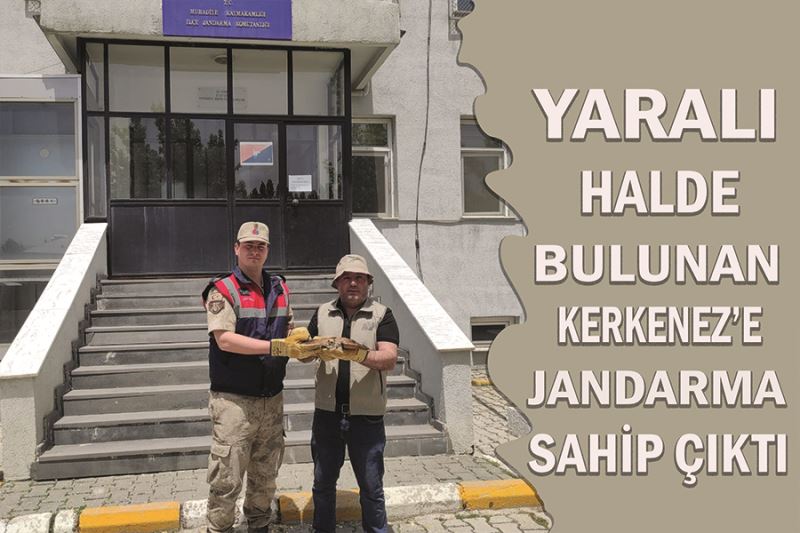 Yaralı halde bulunan Kerkenez’e jandarma sahip çıktı